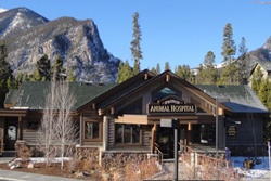 Frisco Animal Hospital, vets near Beaver Creek, CO; veterinarianes near Beaver Creek Vail Colorado